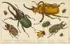 Various kinds of beetles
