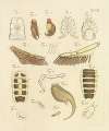 Natursystem der ungeflügelten insekten Pl.23