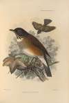 Turdus Albicollis