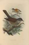 Turdus Albiventer