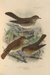 Turdus Aliciae, Turdus Ustulatus, Turdus Swainsoni