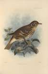 Turdus Auritus