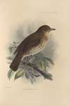 Turdus Bewsheri