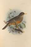 Turdus Cabanisi