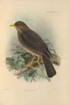 Turdus Chiguanco