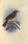 Turdus Comorensis