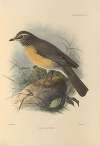 Turdus Confinis