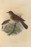 Turdus Crotopezus, Turdus Tristis