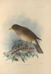 Turdus Cryptopyrrhus