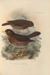 Turdus Dominicensis