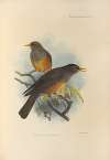 Turdus Elgonensis