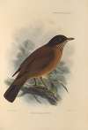 Turdus Falklandicus