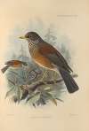 Turdus Flavirostris