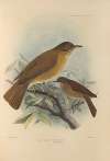 Turdus Fumigatus, Turdus Hauxwelli