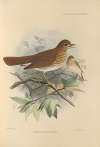 Turdus Fuscescens