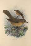 Turdus Grayii, Turdus Casius