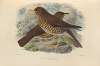 Turdus Herminieri, Turdus Sanctae-Luciae