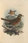 Turdus Iliacus