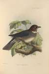 Turdus Jamaicensis