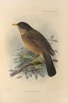 Turdus Magellanicus