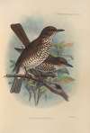 Turdus Maranonicus