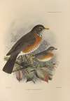 Turdus Migratorius.