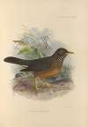 Turdus Milanjensis