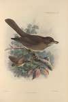 Turdus Murinus