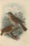 Turdus Musicus