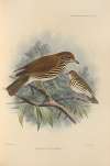 Turdus Mustelinus