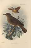 Turdus Obsoletus