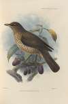 Turdus Olivaceofuscus