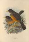 Turdus Olivaceus, Abyssinicus