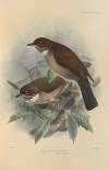 Turdus Phaeopygus, Turdus Phaeopygoides