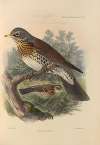 Turdus Pilaris