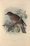 Turdus Plebeius