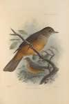 Turdus Rufiventer