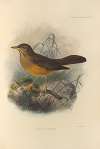 Turdus Stormsi