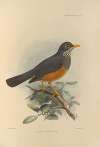 Turdus Tephronotus