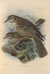 Turdus Viscivorus