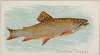 Brook Trout