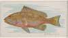 Grouper