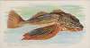 Sea Robin