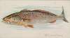 Weakfish