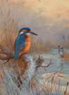 Frozen out- Fishers; Kingfisher and Heron in a winter landscape