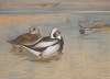 Long-tailed ducks