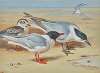 Mediterranean gull and juvenile with sandwich terns on a beach