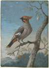 Bohemian Waxwing