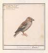 Appelvink (Coccothraustes coccothraustes)