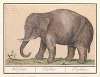 Aziatische olifant (Elephas maximus) Oliphant. Elephas. Elephant.